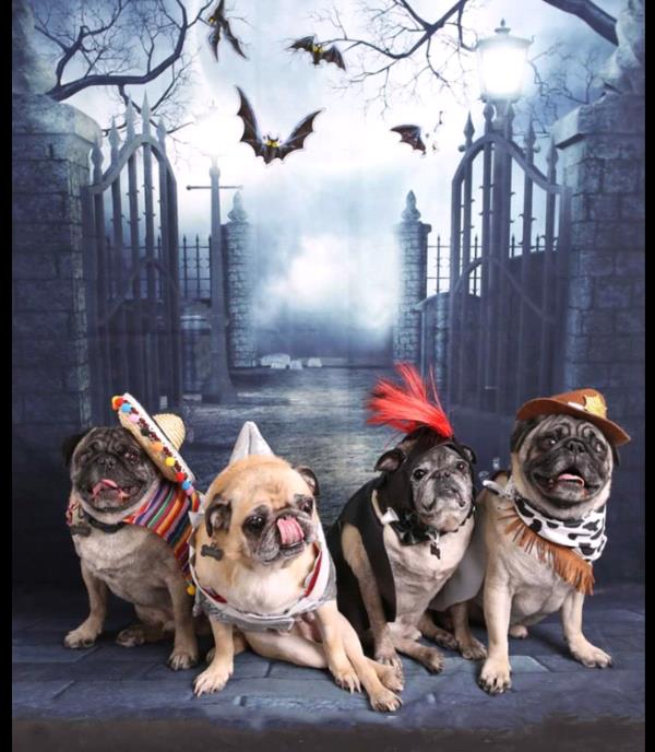 /Images/uploads/PUG NATION RESCUE OF LOS ANGELES/2019pugcalendar/entries/8913thumb.jpg